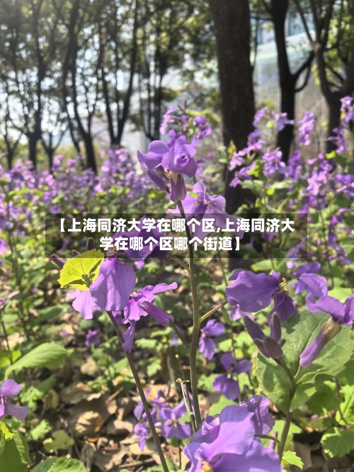 【上海同济大学在哪个区,上海同济大学在哪个区哪个街道】